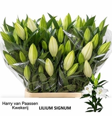 Li Or Signum 100cm 55+