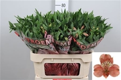 Alstr Estee 75cm 60gram 6+