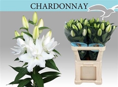 Li Or Du Chardonnay 95cm 51+