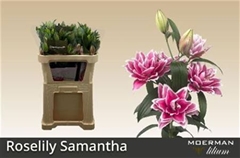 Li Or Du Rl Samantha 75cm 45+