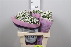 Lim S Silv Sun 60cm 24gram