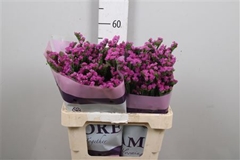 Limonium S Rosa Sun 60cm 24gram