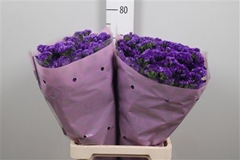 Lim S Navy Sun Birds 70cm 44gram