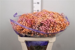 Gyps Colortreated 80cm 40gram