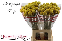 Cras Paintball Pop 65cm