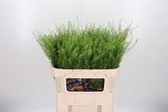 Thlaspi Green Bell 70cm 18gram
