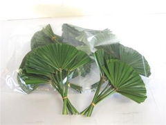 Palmblad 45cm