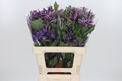 Clematis Amazing Rome 60cm 4