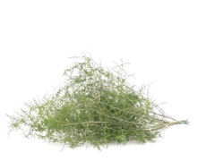 Asp Acutifolius 100cm