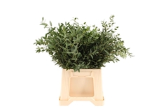 Eucalyptus Parvifoli 55cm