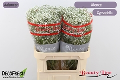 Gyps Pa Xlence 80cm 35gram