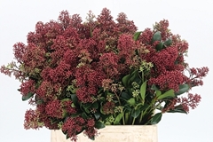 Skim J Rubella Bunch 45cm