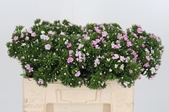 Di Barb Aldo Rose 52cm