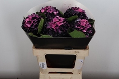 Hydra Ov Colortreated 60cm 13cm Ø