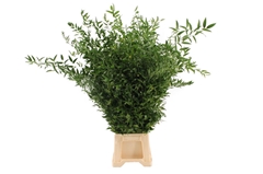 Ruscus Fijn Per Bunch 100cm