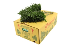 Leatherleaf 35cm