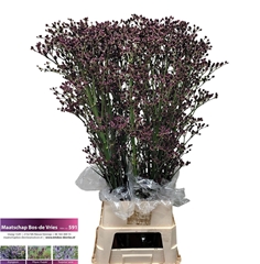 Eryn Gi Red Surprise 120cm