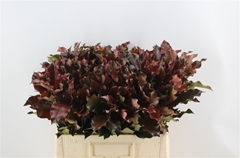Phot Mag Volcano 60cm