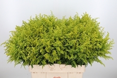 Soli Tara 60cm 15gram