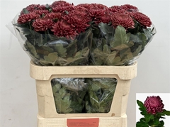 Chr G Bigoudi Purple 80cm 115gram