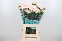Di St Brut 70cm