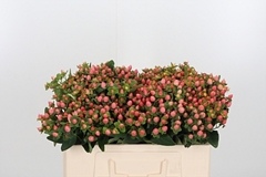 Hyp Pacific Jade 50cm