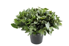 Euc Robusta P.bunch 55cm