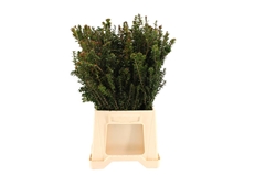 Myrt Communis Pb 60cm 400gram