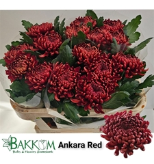 Chr G Ankara Red 70cm 160gram