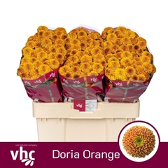 Chr San Doria Orange 55cm 115g