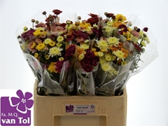 Chr T Mixed 60cm 45gram
