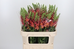 Antir Potomac D Oran 75cm