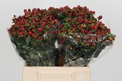 Hyper Mag Seasons 40cm