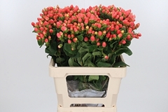 Hyp Mag Roy Princess 50cm