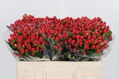 Hyp Tomato Flair 50cm