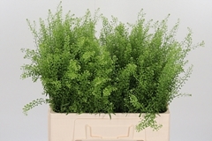 Thlaspi Green Bell 55cm 8gram