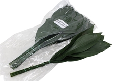 Aspidistra E Per Bunch 70cm