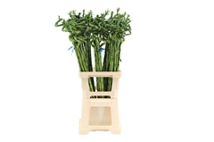 Lucky Bamboo Stem Spiral 80cm