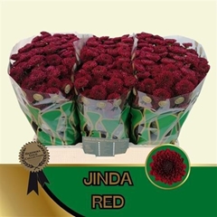 Chr S Jinda Red 55cm 130g