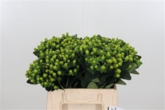 Hyper Mag Green Reviva 40cm
