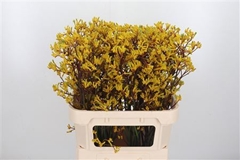 Anigoz Yellow Gem 80cm