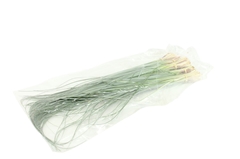 Xerophyl Beargras Bs 60cm