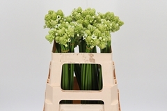 Ornit Arabicum 52cm