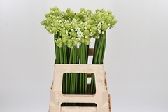 Ornit Arabicum 62cm