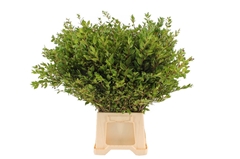 Myrt Communis Pb 60cm 400gram