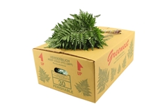 Leatherleaf 45cm