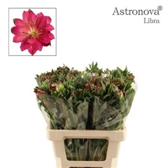 Alstr Astro Libra 60cm 65gram