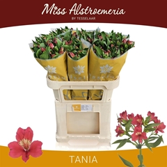 Alstr Tania 75cm 60gram 4+