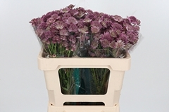 Astr Roma 50cm 33
