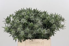 Eryn Gemini Questar 40cm